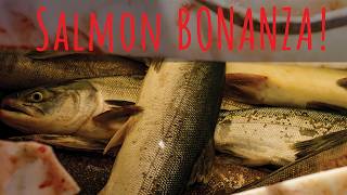 Alaska Fishwheel Salmon Catch and Filleting