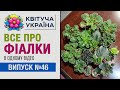 Кімнатні рослини ФІАЛКИ догляд Все про рослину в одному відео Кімнатні рослини ФІАЛКИ догляд Все про рослину в одному відео