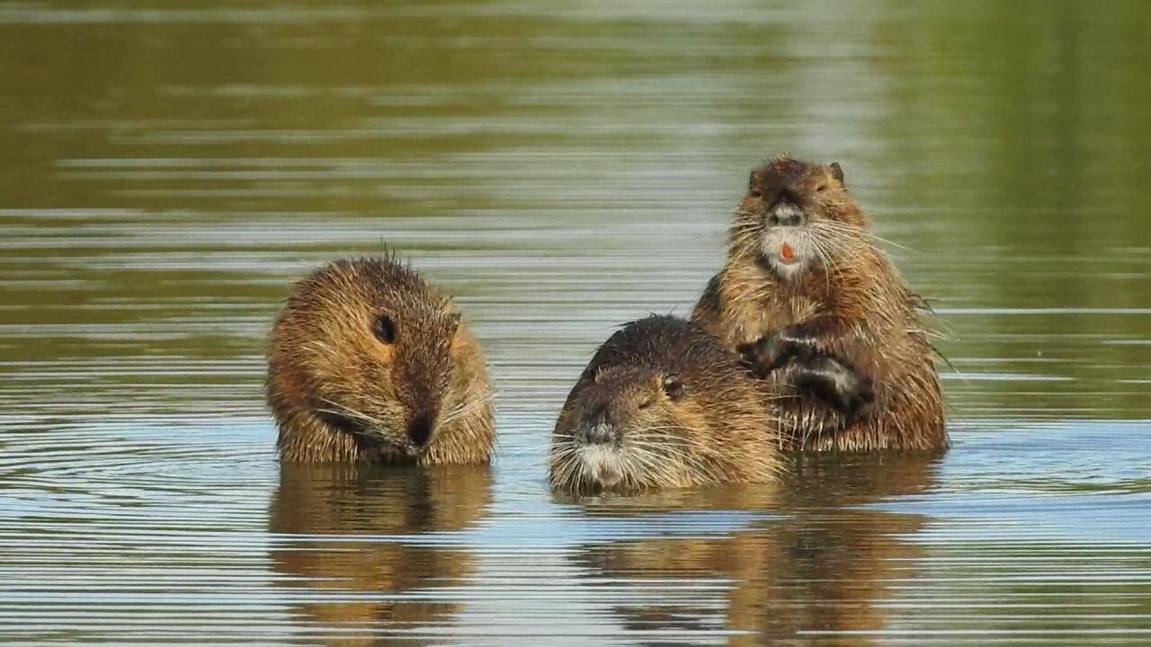 Neozoen Neozoen Nutria Gefährden Die Deichsicherheit – ZHERSS