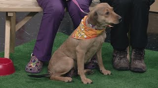 Ready Pet GO! Northeast Ohio SPCA visits 3News