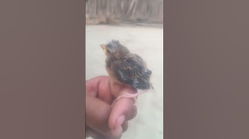 😭😭😢😢আমিন #عبدالرحمن_مسعد_تلاوة_جديدة #duet #egzonibrahimi #quran #funny #nature #عبدالرحمن_مسعد