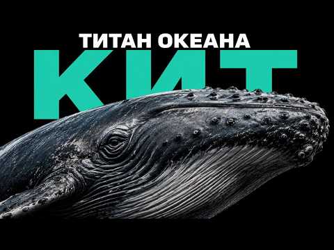 WHALE: THE LARGEST CREATURE ON THE PLANET?