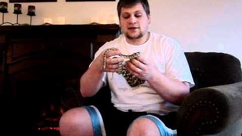 The Fire-Side Carpet Python Chat w/ Matt