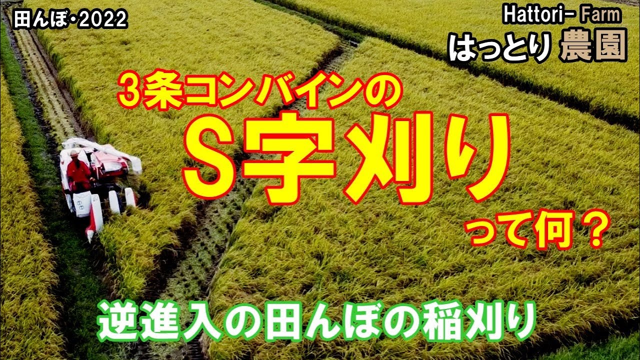 稲刈り Az農業日記2024⑧全面倒伏田んぼ稲刈り、湿田倒 今年はヤンマーYH590で