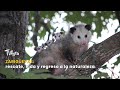zarigüeyas: rescate, vida y regreso a la naturaleza - TvAgro por Juan Gonzalo Angel