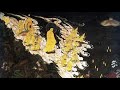 アミダトランス(踊り念仏)