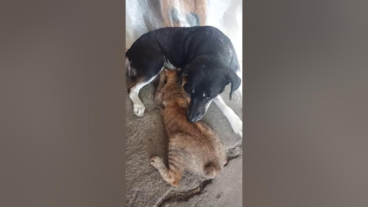 dog breastfeed a cat YouTube