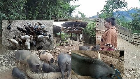 mus pub qaib pub npua o tsoom phooj ywg aw peb lub neej nyob pem toj siab ce tseem zoo li qub o