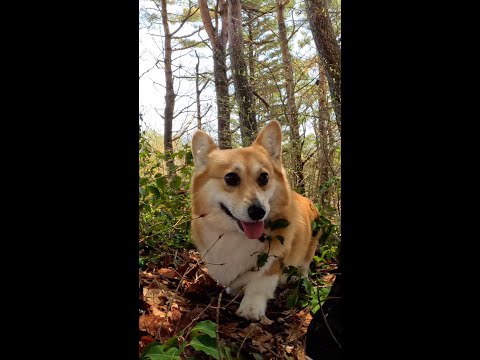尾根道を進むコーギー / Corgi walking along the ridge #コーギー #サクラ #corgi
