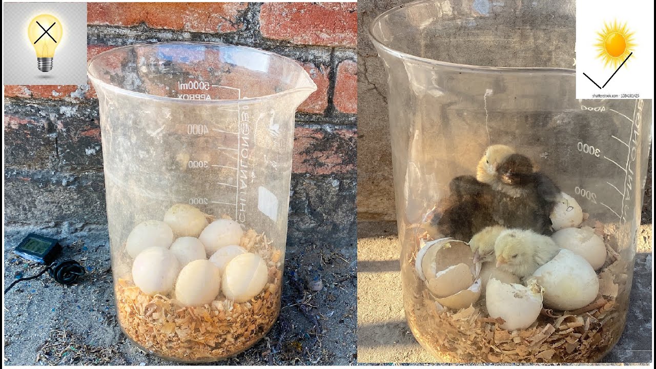 Light Hatching Sunlight Eggs Hatching with 100% Result - Eggs Hatching help of ...