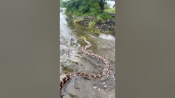 Big Indian rock python released in nature | rock python | India | wildlife #treepython #ballpython