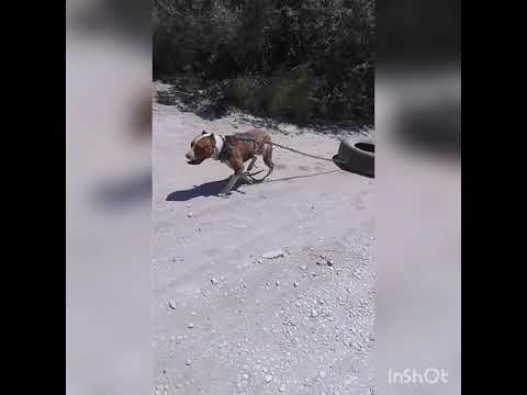Entrenamiento de pitbull. perote ver.