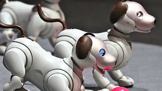 I Bought $2000 Al Robot Dog! The fastest and most athletic robot dog? This is Insane!