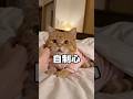 くるみの自制心を試した結果…弱すぎた😂 #cat #子ネコ #猫動画 #猫のいる暮らし #好きな子猫 #pets #cute #猫好きさんと繋がりたい