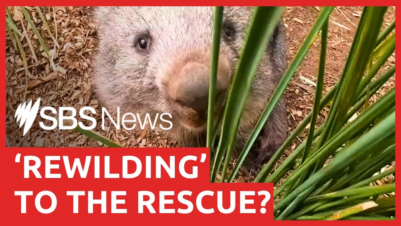 Rewilding Tasmania: Wildlife conservation process could hold key to restoring ecosystems | SBS News