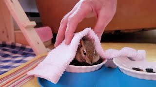 Chipmunk Chucky Gets Wet In Fall Rain