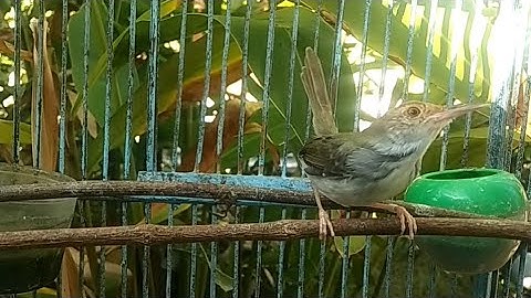 Suara Cinenen Pisang GACOR - Pancingan Ampuh Bikin Prenjak LUMUT Bawah / LANCUR Bahan Cepat Bunyi