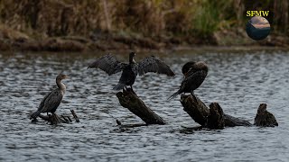 Union Bay Natural Area - The Best Birding Spot in Seattle - Nov 2023