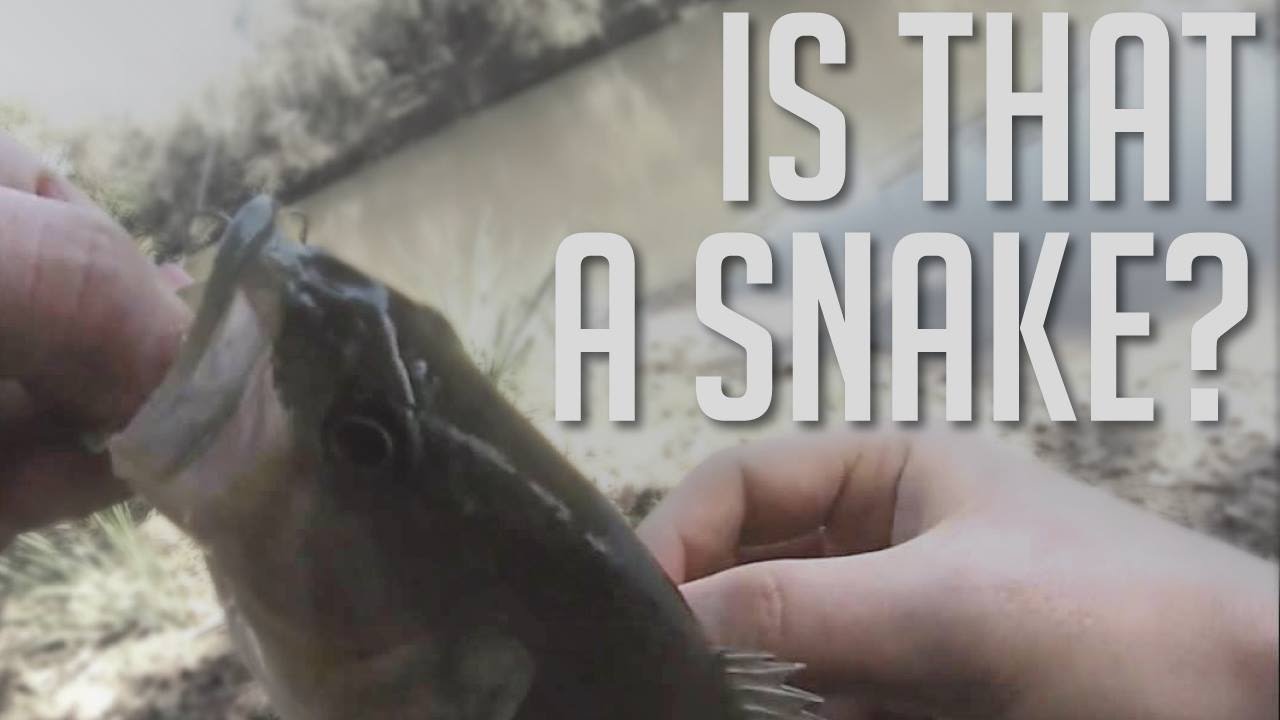 Is That a Snake? Largemouth Bass Fishing in the Colorado River in