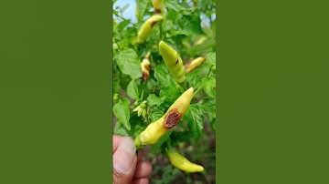 Cara Mengatasi Penyakit Cacar Buah (ANTRAKNOSA) Pada Tanaman Cabe Rawit #antraknosa #cacarbuah