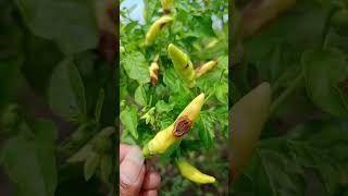 Cara Mengatasi Penyakit Cacar Buah (ANTRAKNOSA) Pada Tanaman Cabe Rawit #antraknosa #cacarbuah