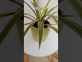 Plant Makeover#decoration#ideas#diy#homedecor#youtubeshorts#new#love#shorts#short#shortvideo##reels🌵