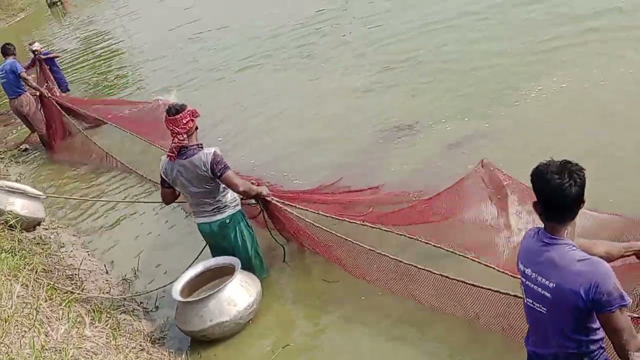How to fishing in village pabda on YouTube short video || Carp fishing in village 