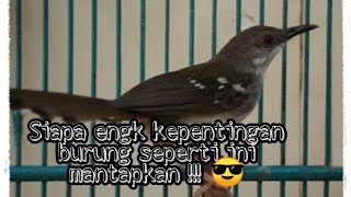 Burung Prenjak Jali Belajar ngebreen (AK 47) Mantappp  !!!!