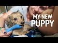 I GOT A PUPPY!