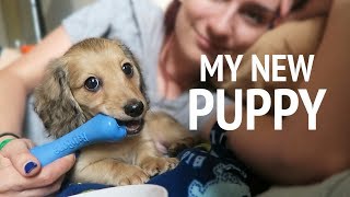 I GOT A PUPPY! @brizzyvoices