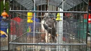 Jalak suren materi cililin sambung tengkek buto