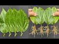 Do You Guys Know How We Can Grow Leaf Plant Of Betel Leaf?