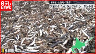 【原因不明】大量イワシ  海岸に打ち上げられる  北海道