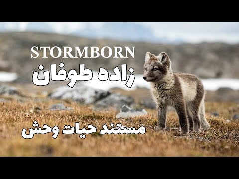 مستند حیات وحش زاده طوفان قسمت سوم