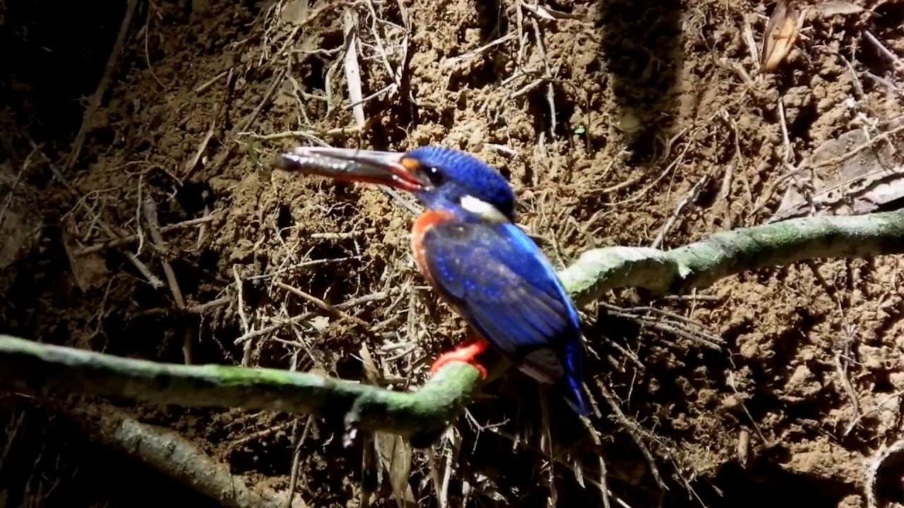 นกกระเต็นน้อยหลังสีน้ำเงิน (Blue-eared Kingfisher) 