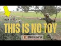 Aussie rabbit hunting with hunting boomerangs