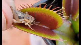 Venus Fly Trap crushing prey compilation (timelapses)