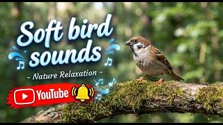Download lagu [SOFT BIRD SOUNDS]​ PLAY THIS VIDEO WHILE RESTING TO CREATE A RELAXING ATMOSPHERE FOR YOUR BRAIN.
