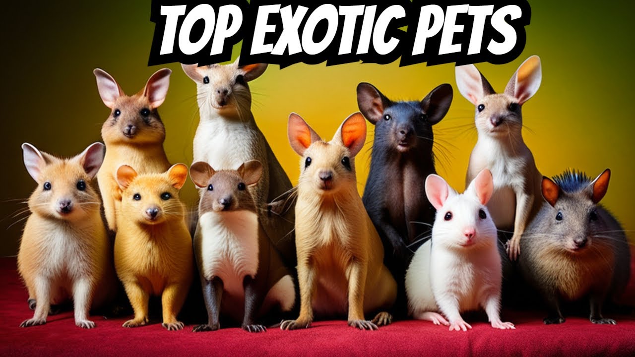 Exotic Companions Top 10 Unusual Pets YouTube