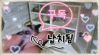 슈가글라이더(sugar glider) 현관에 풀어 놓으면 벌어지는 일