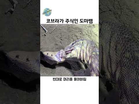 코브라 독이 통하지 않는 도마뱀의 정체 thumbnail