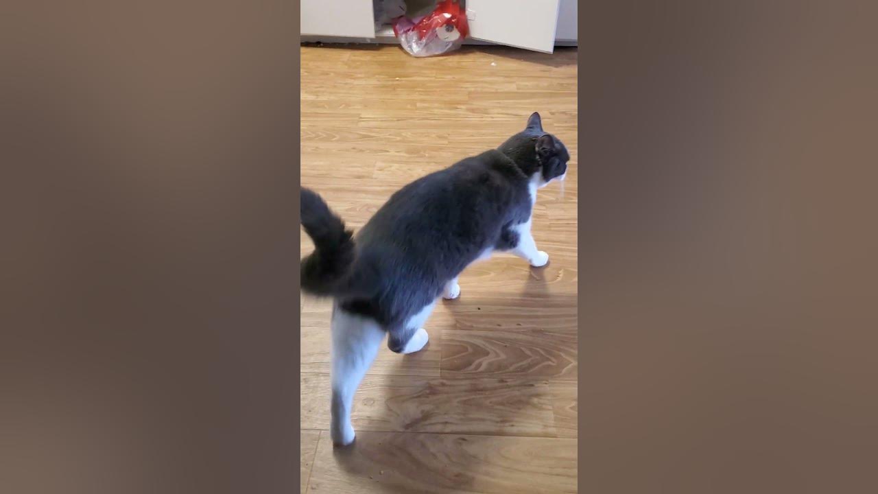 Richard in the living room & the cleaners are coming 🐈‍⬛🦊 YouTube