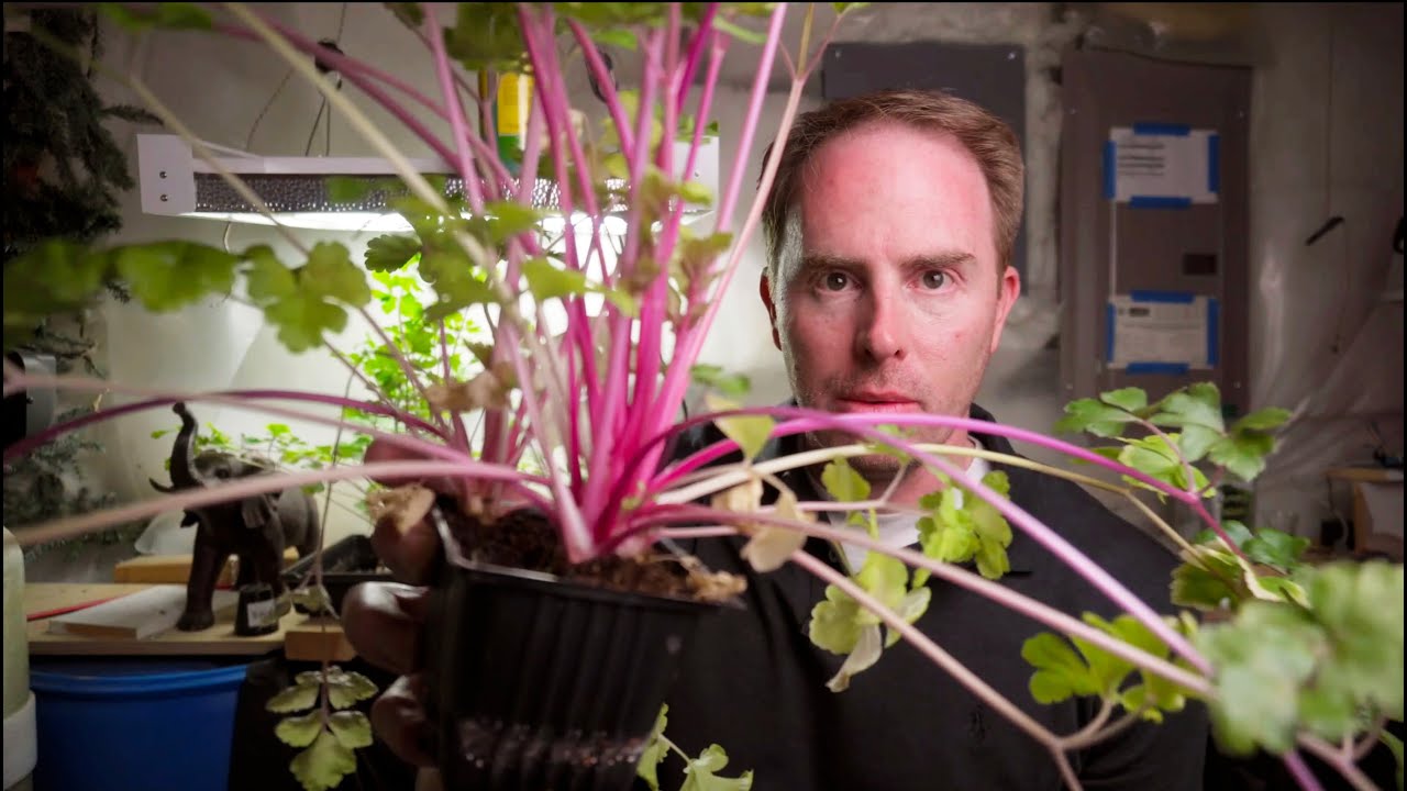 Hydroponics -T5 lights in the age of LEDs, and some hydro pink celery
