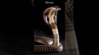 King Cobra Fact #facts #animals #snake #cobra #like