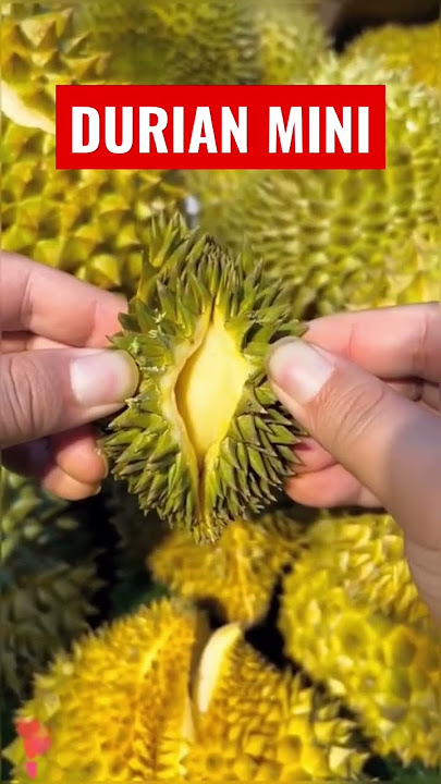 BELAH DUREN|DURIAN MINI |DURIAN TERKECIL|