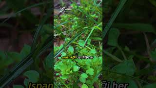 Doğada Hayatta Kalma : Kuşotu ( Stelleria media ) \ Yabani Bitkiler