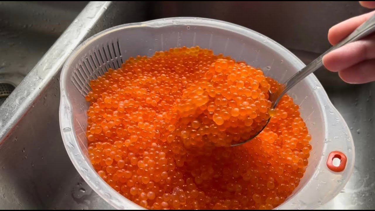 Life in Alaska/ eating raw salmon eggs/Ăn trứng cá hồi sống YouTube