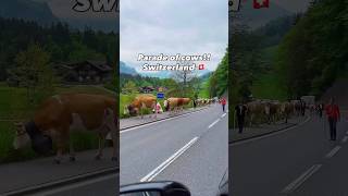 Cow parade in Swiss Alps. Original audio. #treksnmore #swissalps #switzerland