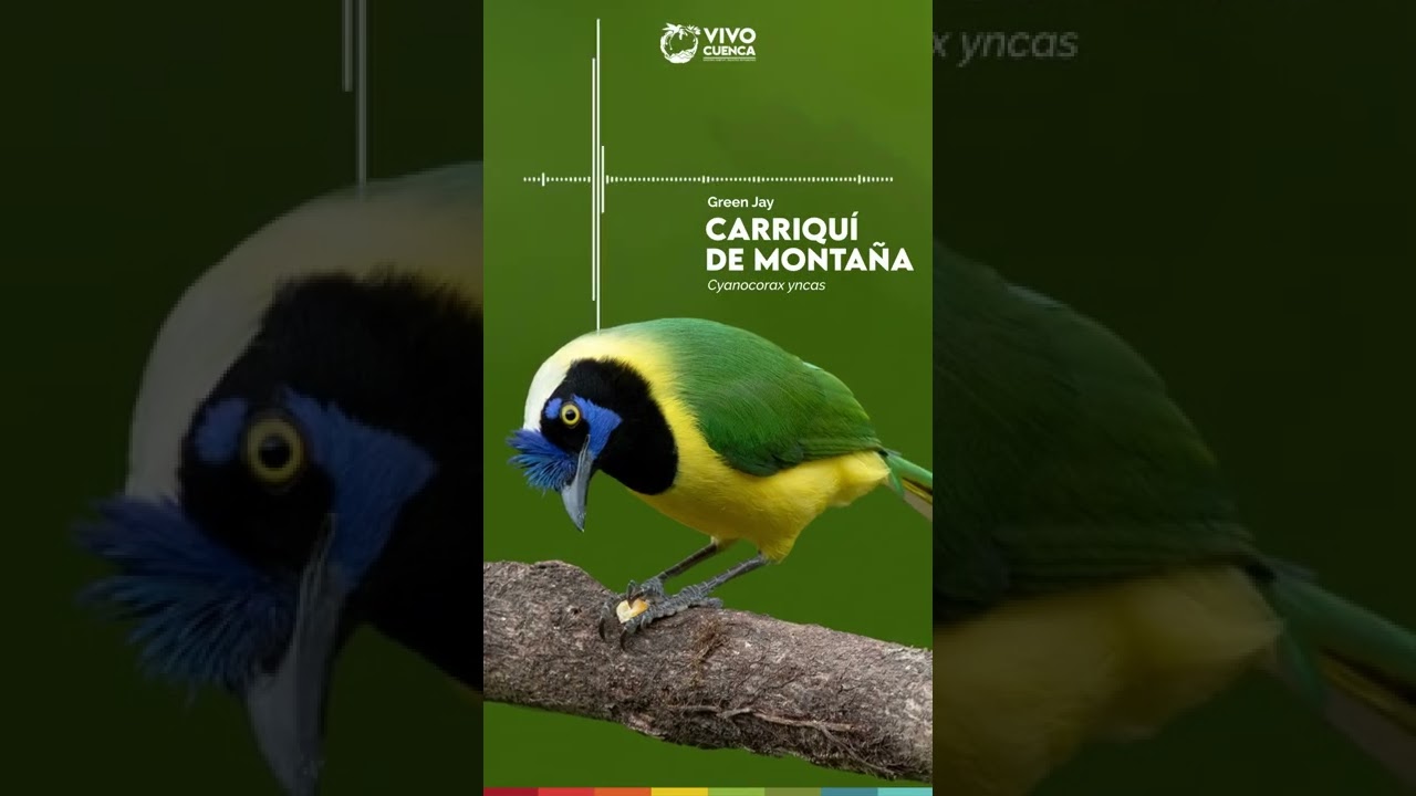 Carriquí de Montaña