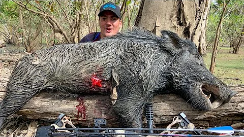 BOW HUNTING AUSTRALIA - HUGE North Queensland BOARS